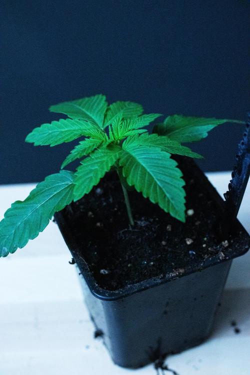 Grow 6.3 | Mendo Dope Farms | Skoochie. Week 2