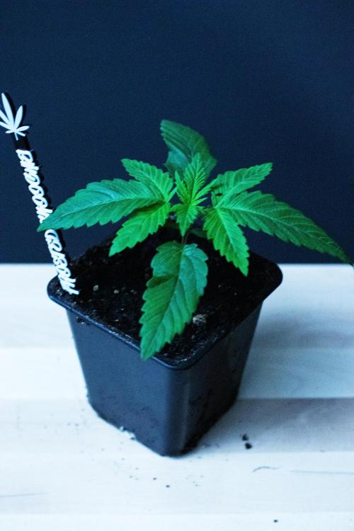 Grow 6.3 | Mendo Dope Farms | Skoochie. Week 2