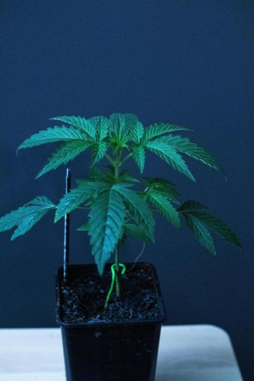 Grow 6.3 | Mendo Dope Farms | Skoochie. Week 3