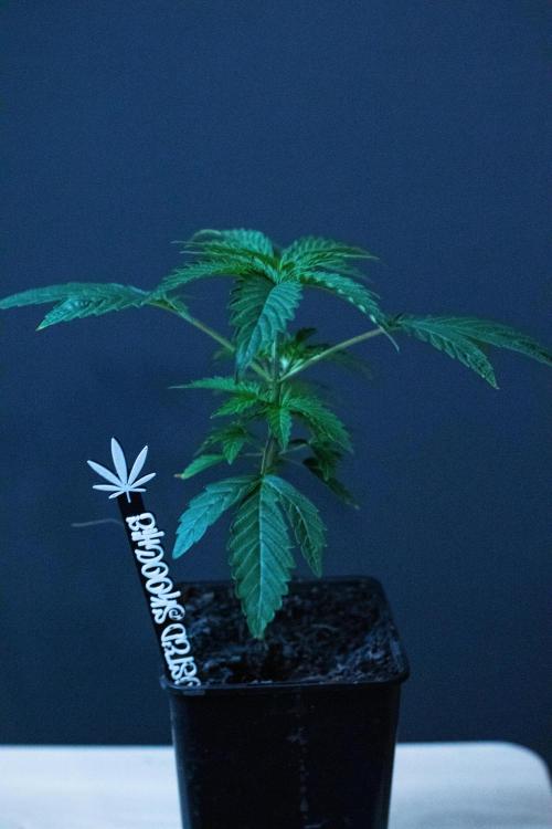 Grow 6.3 | Mendo Dope Farms | Skoochie. Week 3