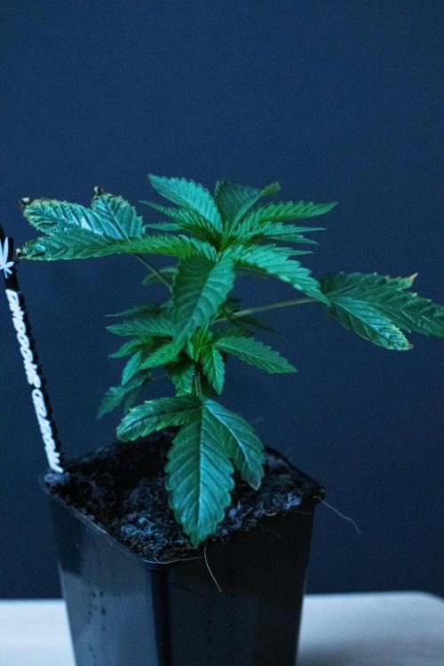 Grow 6.3 | Mendo Dope Farms | Skoochie. Week 3