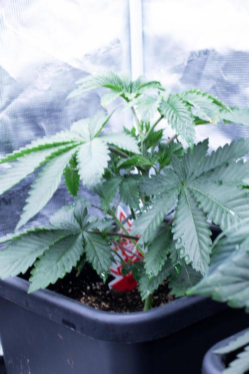 Grow 6.2 | Doctors Choice | Black Mamba. Week 4