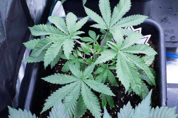 Grow 6.2 | Doctors Choice | Black Mamba. Week 4