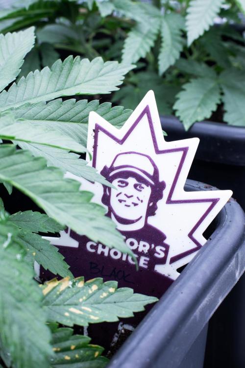 Grow 6.2 | Doctors Choice | Black Mamba. Week 4