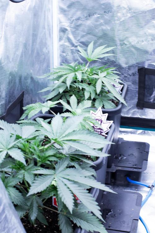 Grow 6.2 | Doctors Choice | Black Mamba. Week 4