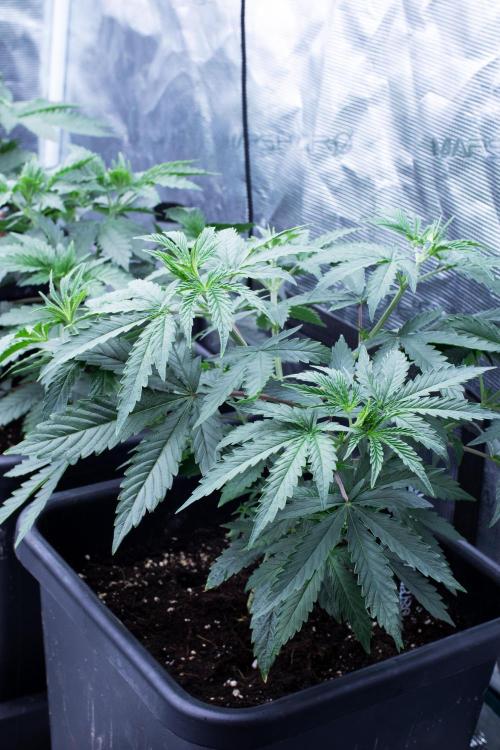 Grow 6.2 | Doctors Choice | Black Mamba. Week 4