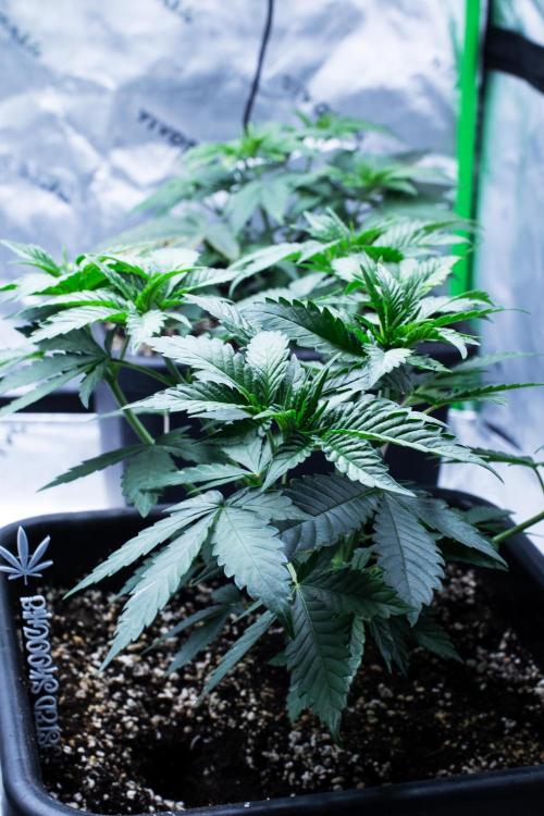 Grow 6.3 | Mendo Dope Farms | Skoochie. Week 5