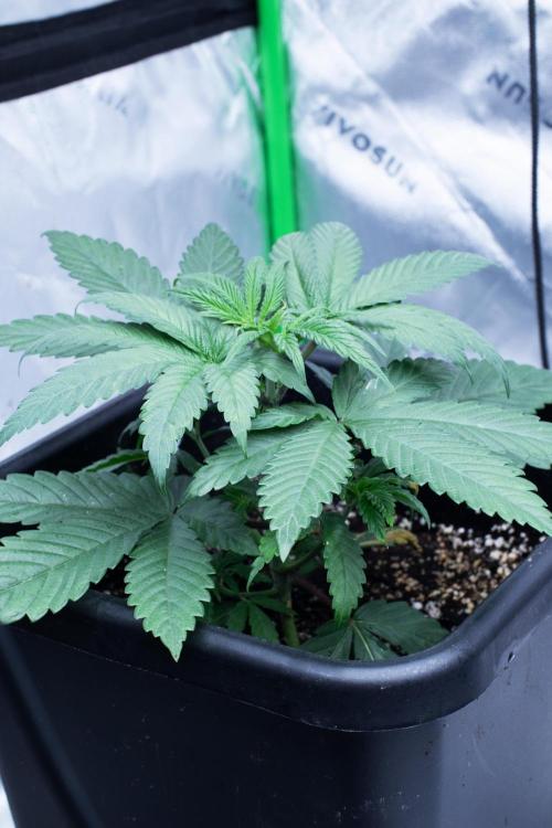 Grow 6.3 | Mendo Dope Farms | Skoochie. Week 5