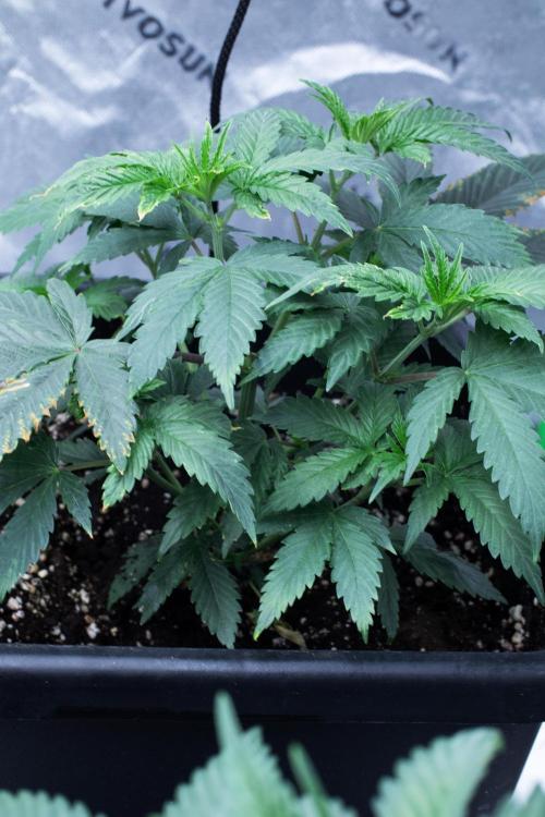 Grow 6.3 | Mendo Dope Farms | Skoochie. Week 5