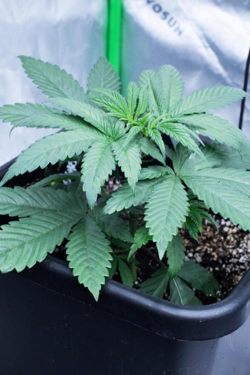 Grow 6.3 | Mendo Dope Farms | Skoochie. Week 5