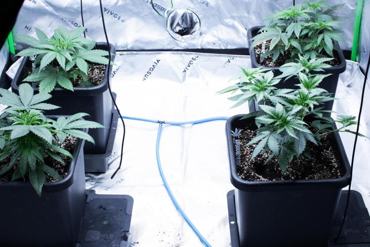 Grow 6.3 | Mendo Dope Farms | Skoochie. Week 5