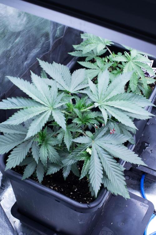 Grow 6.3 | Mendo Dope Farms | Skoochie. Week 5