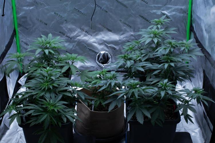 Grow 6.3 | Mendo Dope Farms | Skoochie. Week 6