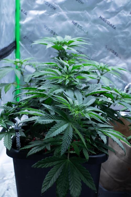 Grow 6.3 | Mendo Dope Farms | Skoochie. Week 6