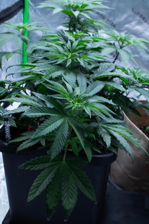 Grow 6.3 | Mendo Dope Farms | Skoochie. Week 6