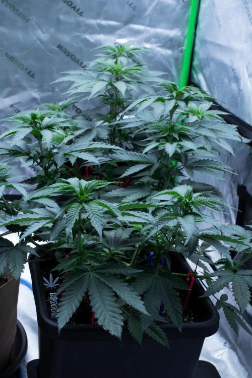 Grow 6.3 | Mendo Dope Farms | Skoochie. Week 6