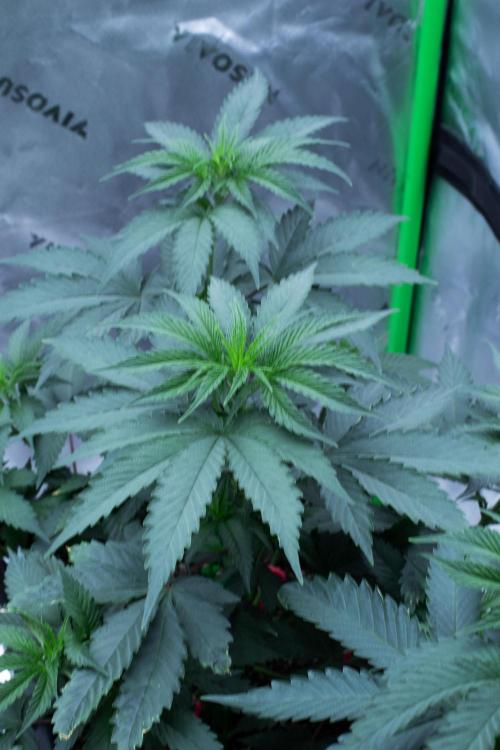 Grow 6.3 | Mendo Dope Farms | Skoochie. Week 6