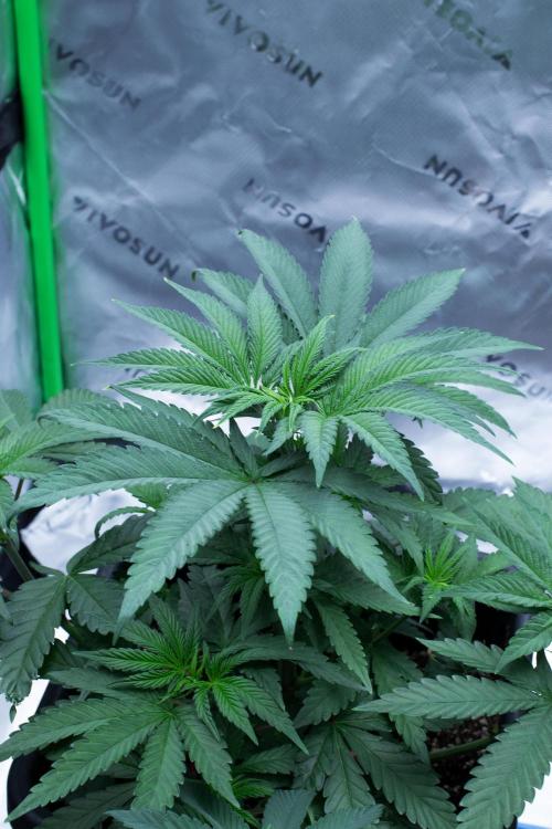 Grow 6.3 | Mendo Dope Farms | Skoochie. Week 6