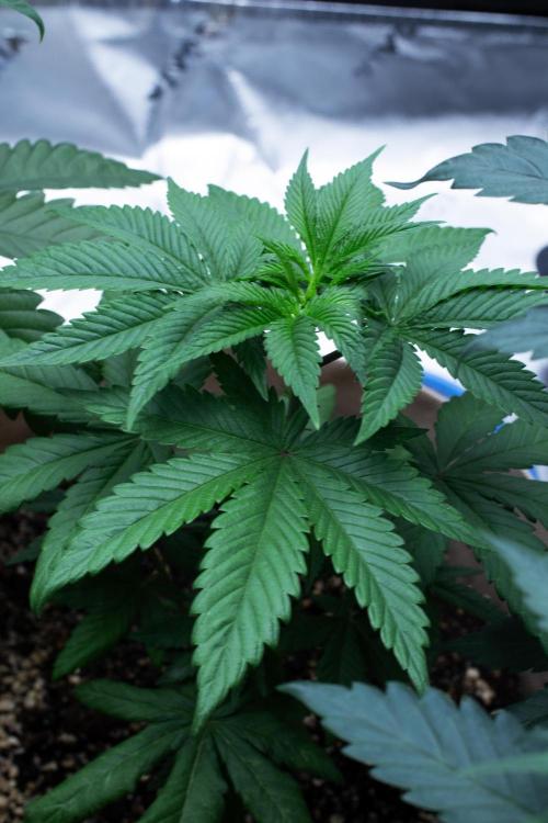 Grow 6.3 | Mendo Dope Farms | Skoochie. Week 6