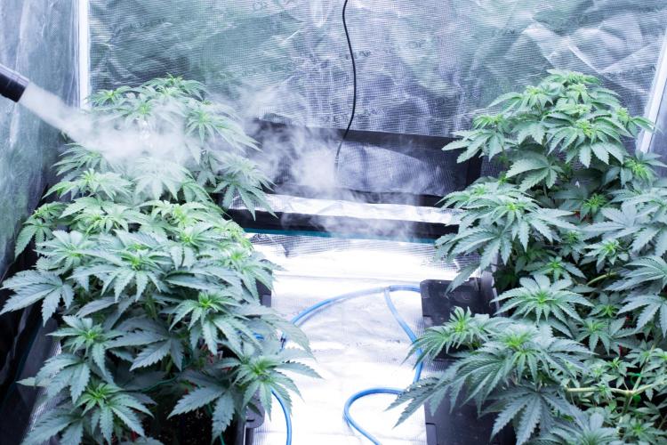 Grow 6.3 | Mendo Dope Farms | Skoochie. Week 6