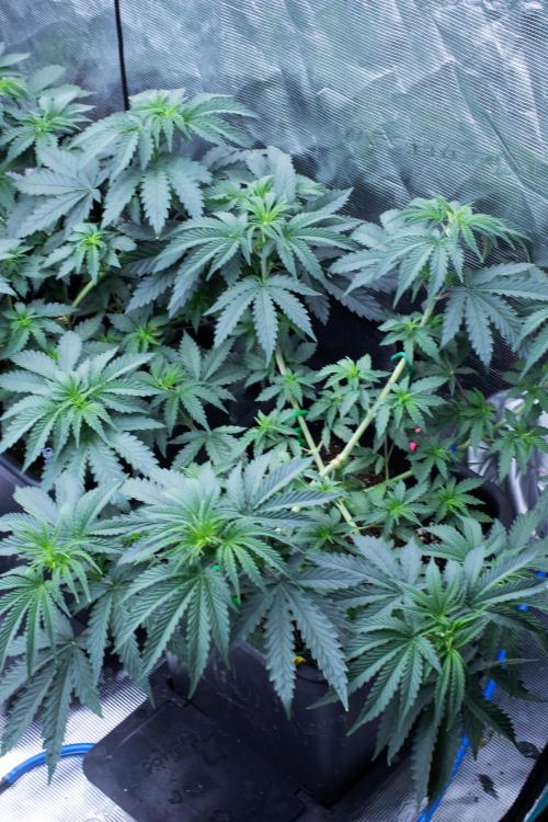 Grow 6.3 | Mendo Dope Farms | Skoochie. Week 6