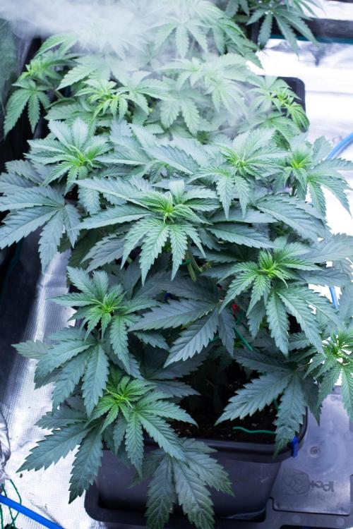 Grow 6.3 | Mendo Dope Farms | Skoochie. Week 6