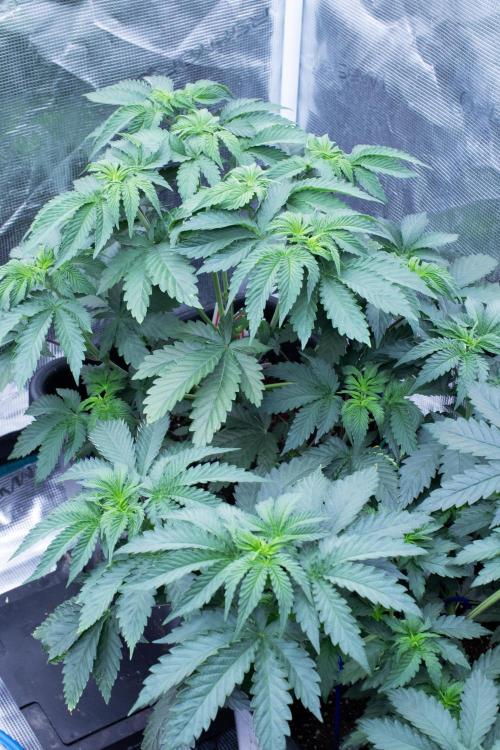 Grow 6.3 | Mendo Dope Farms | Skoochie. Week 6