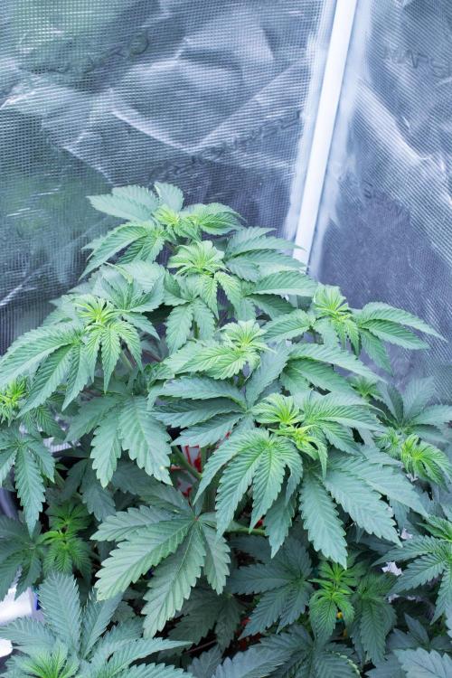 Grow 6.3 | Mendo Dope Farms | Skoochie. Week 6