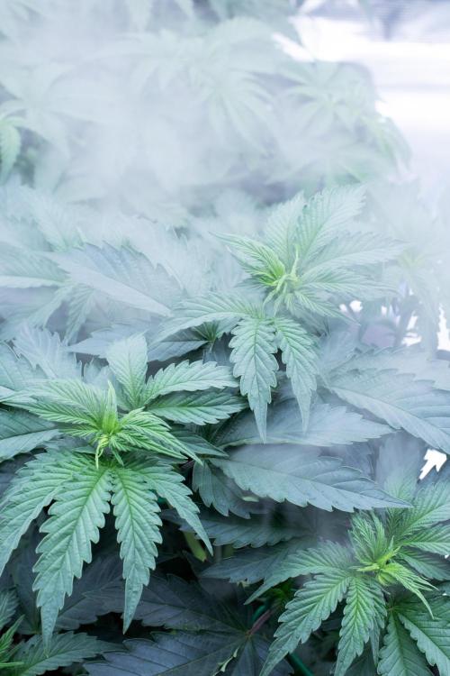 Grow 6.3 | Mendo Dope Farms | Skoochie. Week 6