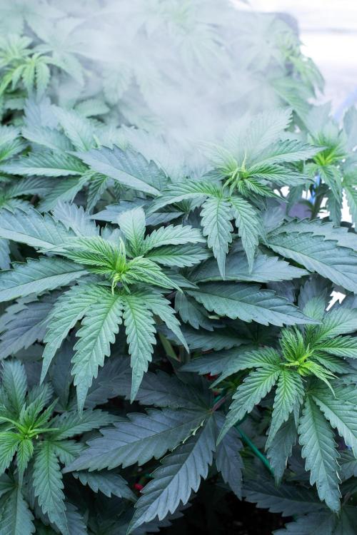 Grow 6.3 | Mendo Dope Farms | Skoochie. Week 6