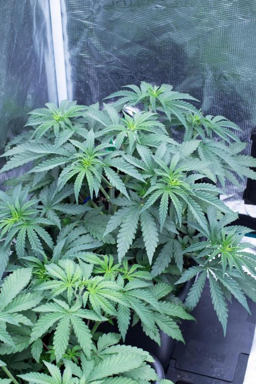 Grow 6.3 | Mendo Dope Farms | Skoochie. Week 6