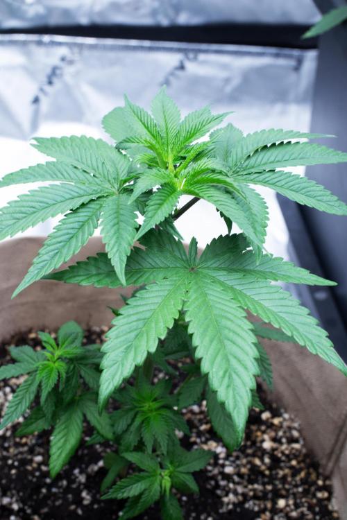 Grow 6.3 | Mendo Dope Farms | Skoochie. Week 6