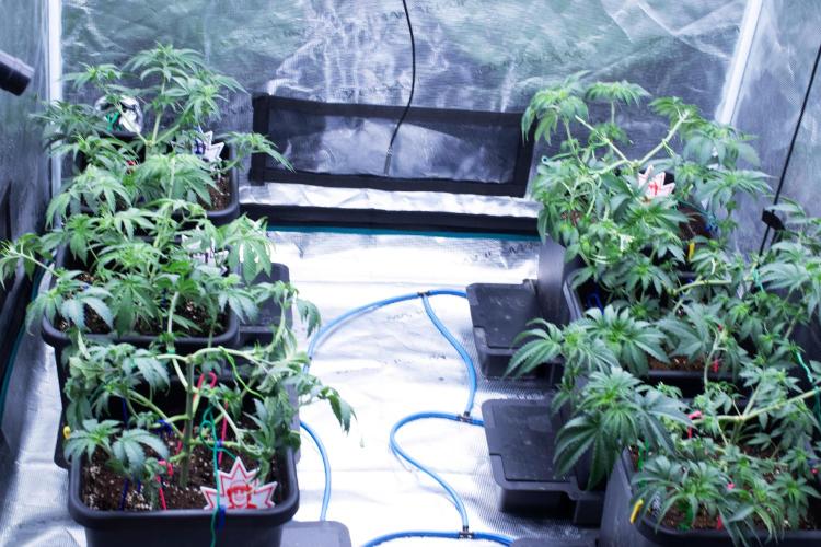 Grow 6.2 | Doctors Choice | Black Mamba. Week 5