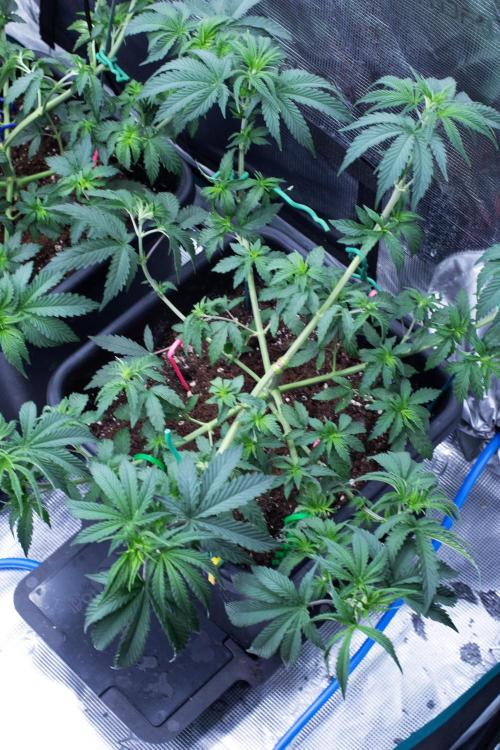 Grow 6.2 | Doctors Choice | Black Mamba. Week 5