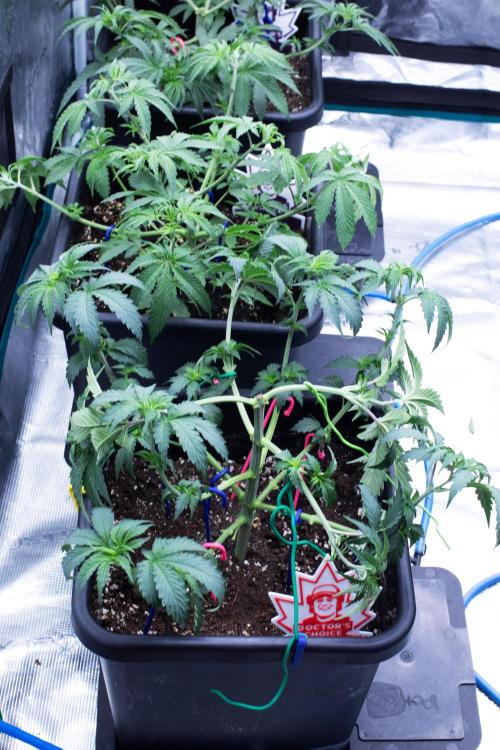 Grow 6.2 | Doctors Choice | Black Mamba. Week 5