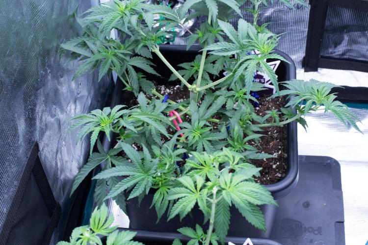 Grow 6.2 | Doctors Choice | Black Mamba. Week 5