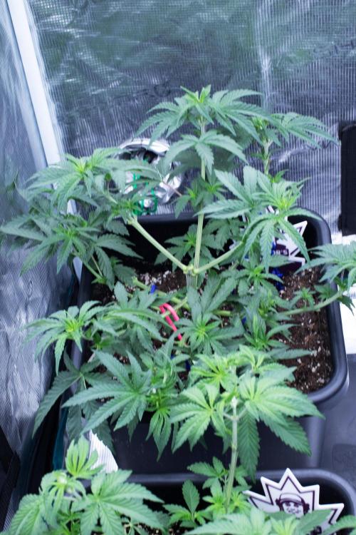 Grow 6.2 | Doctors Choice | Black Mamba. Week 5