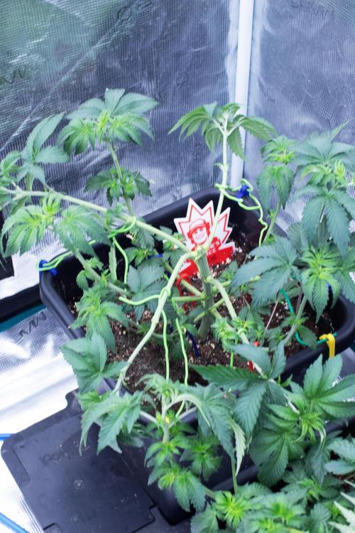 Grow 6.2 | Doctors Choice | Black Mamba. Week 5