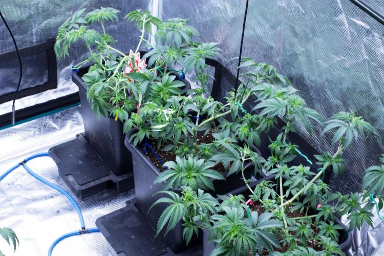 Grow 6.2 | Doctors Choice | Black Mamba. Week 5