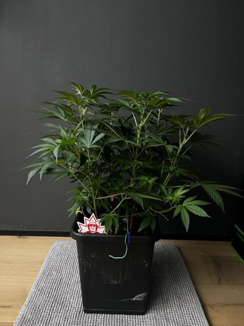 Grow 6.2 | Doctors Choice | Black Mamba. Week 6