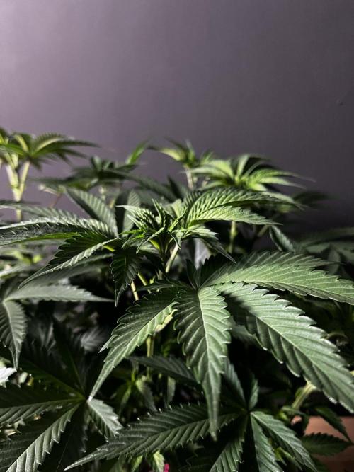 Grow 6.2 | Doctors Choice | Black Mamba. Week 6