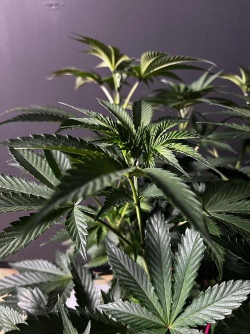 Grow 6.2 | Doctors Choice | Black Mamba. Week 6