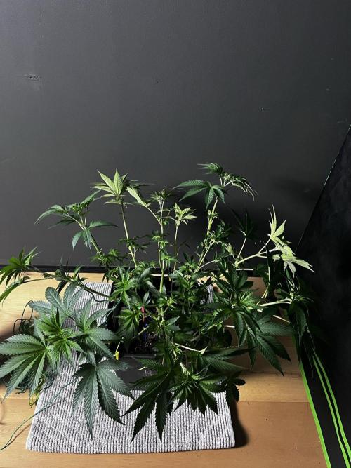 Grow 6.2 | Doctors Choice | Black Mamba. Week 6