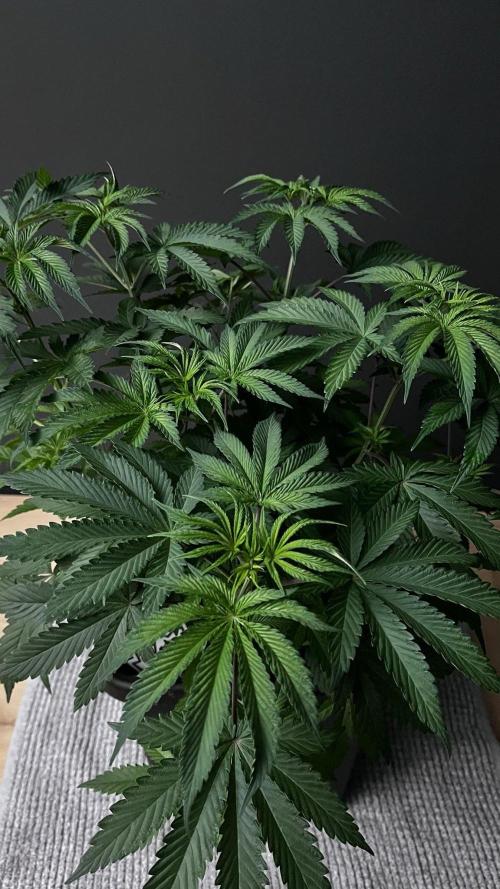 Grow 6.2 | Doctors Choice | Black Mamba. Week 6