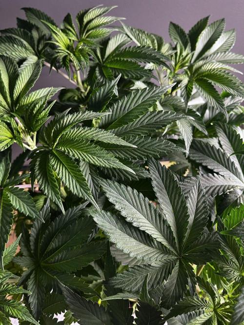 Grow 6.2 | Doctors Choice | Black Mamba. Week 6