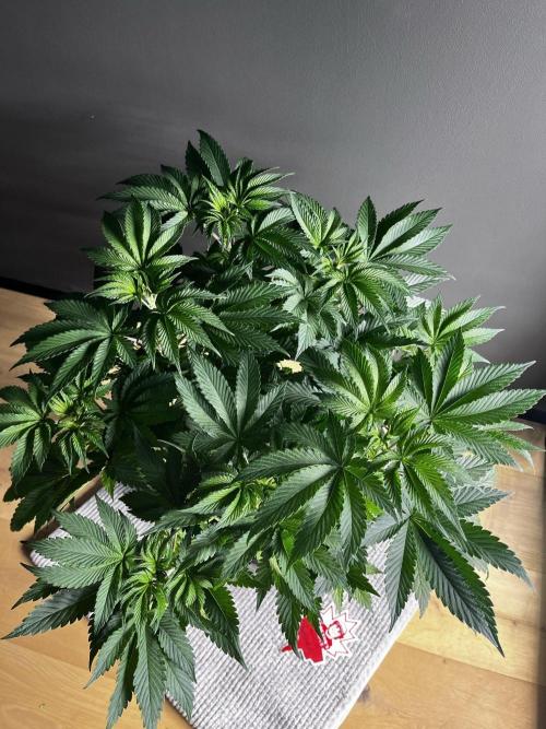 Grow 6.2 | Doctors Choice | Black Mamba. Week 6
