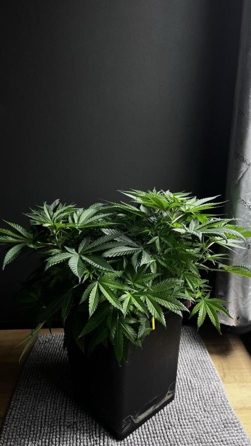 Grow 6.3 | Mendo Dope Farms | Skoochie. Week 7