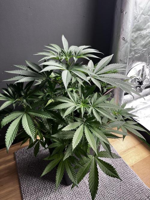 Grow 6.3 | Mendo Dope Farms | Skoochie. Week 7