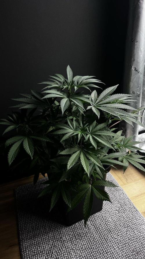 Grow 6.3 | Mendo Dope Farms | Skoochie. Week 7