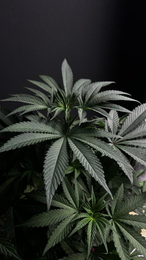 Grow 6.3 | Mendo Dope Farms | Skoochie. Week 7